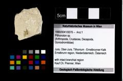 Foto (Objekt + Etikett) von Pithonoton sp.  (NHMW-GEO-1990-0041-0076)